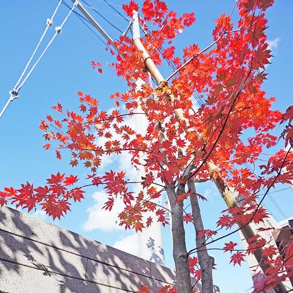 季節によって雰囲気が変わる植栽
